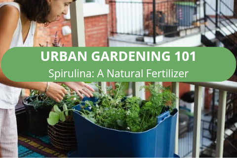 Urban Gardening 101: How to Keep Herbs Thriving in Your Apartment