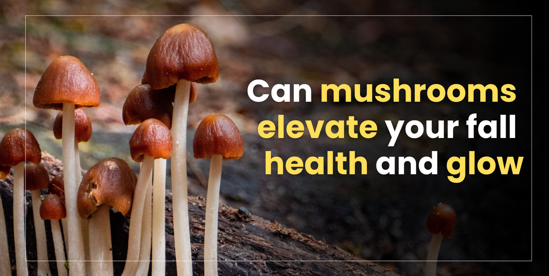Mushrooms in the Mist: Harnessing Fungal Power for Fall Vitality & Skin Health