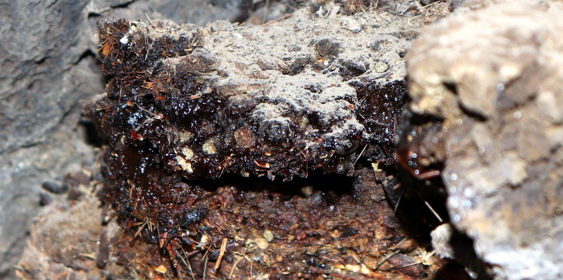 How Adaptogens Actually Work — and Why Your Body Knows What to Do With Them