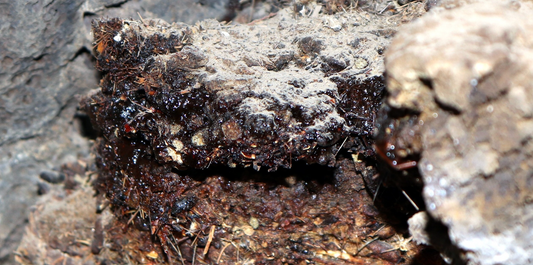 How Adaptogens Actually Work — and Why Your Body Knows What to Do With Them