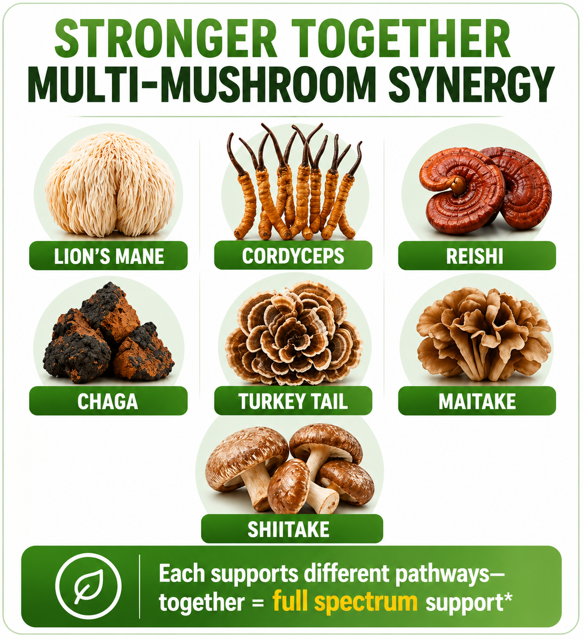 Mushrooms Extract