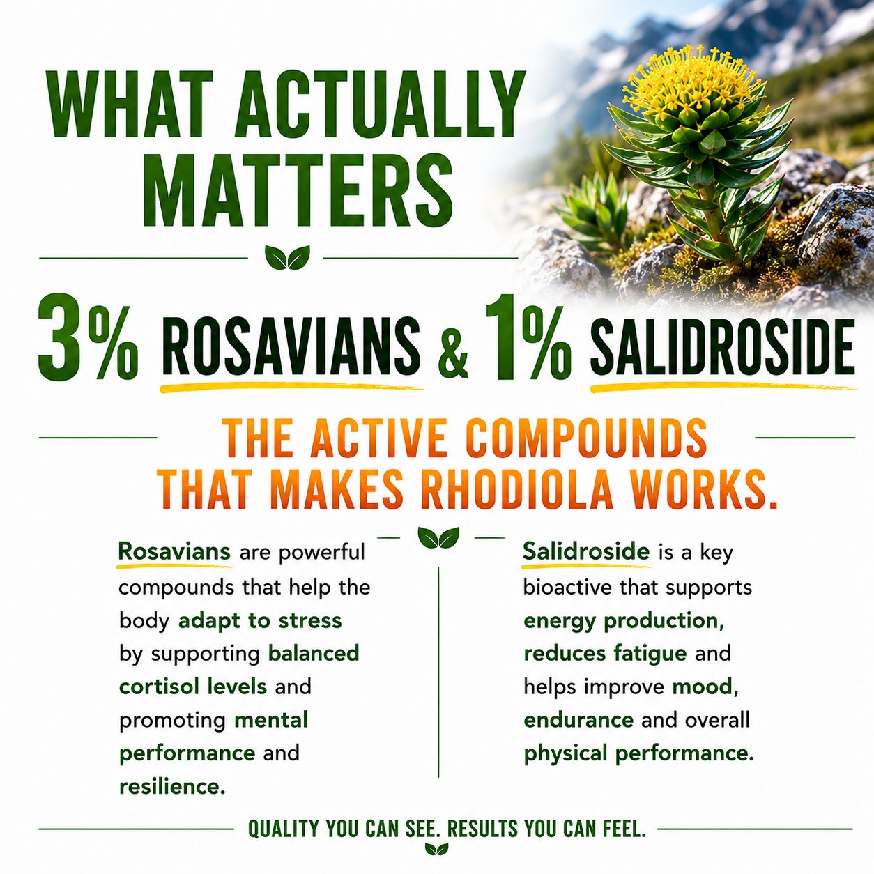 Rhodiola Rosea Supplement
