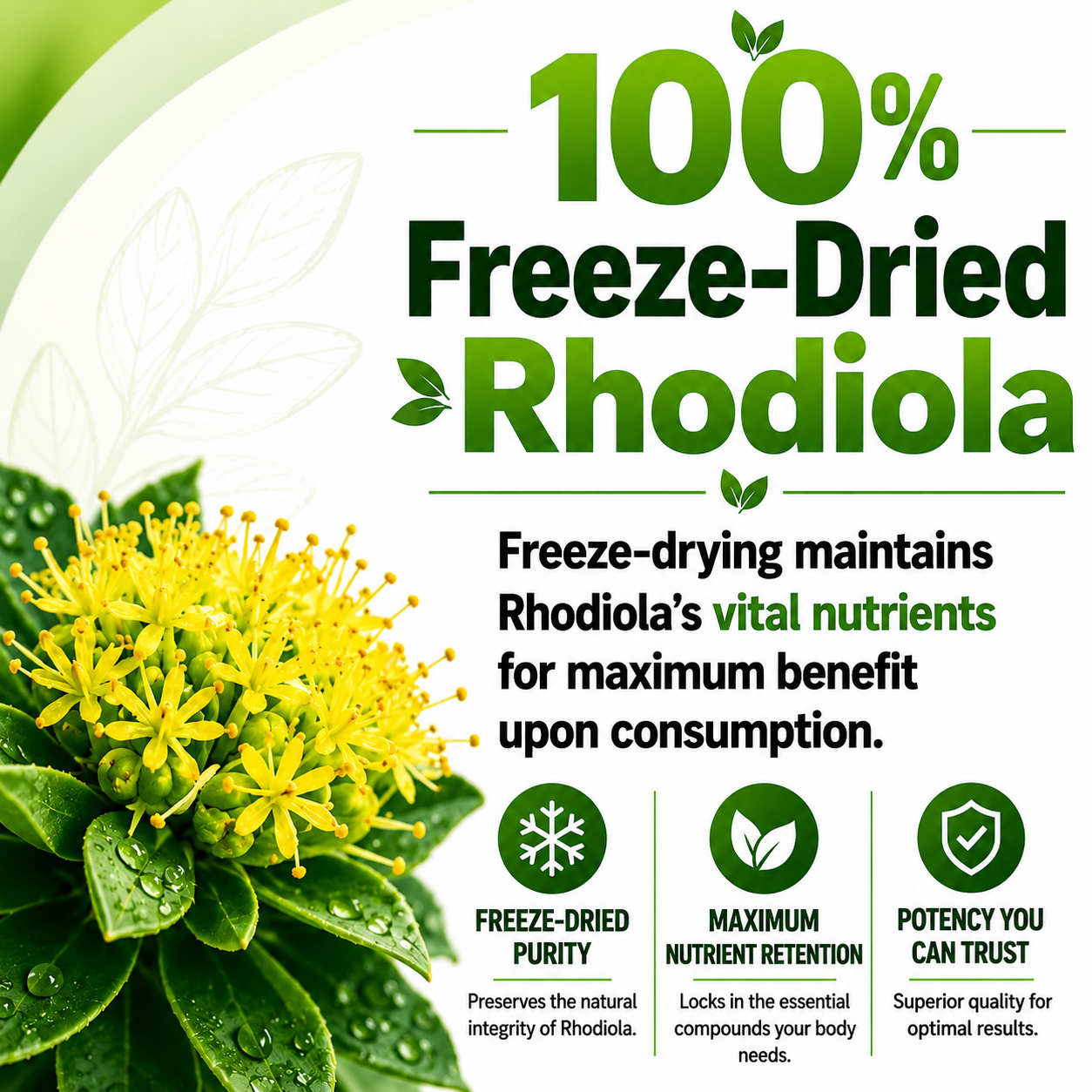Rhodiola Rosea Supplement