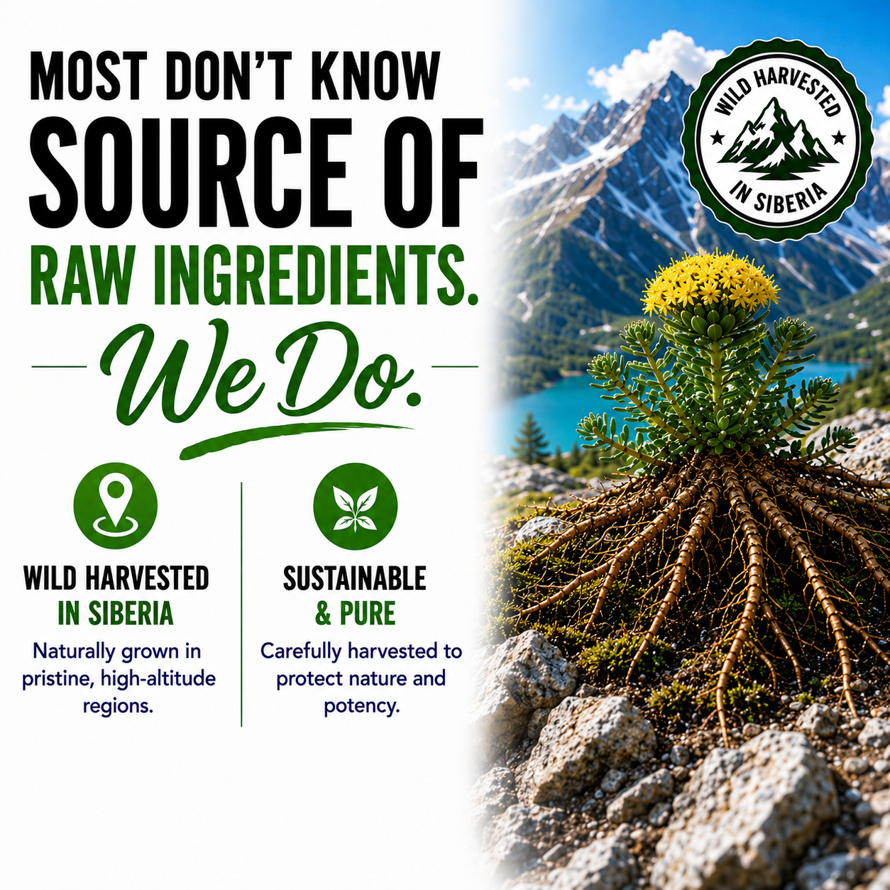 Rhodiola Rosea Supplement