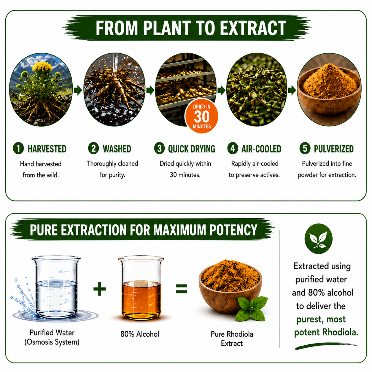 Rhodiola Rosea Supplement