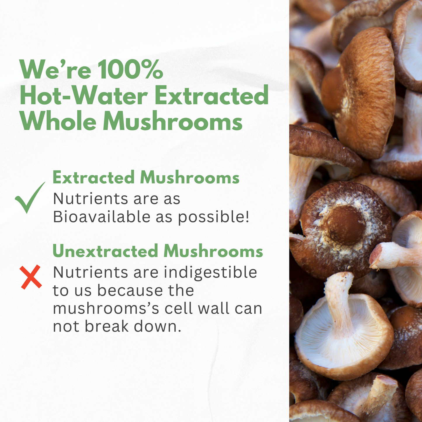 Mushrooms Extract